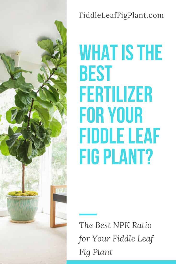 what fertilizer is best for a fiddle leaf fig plant