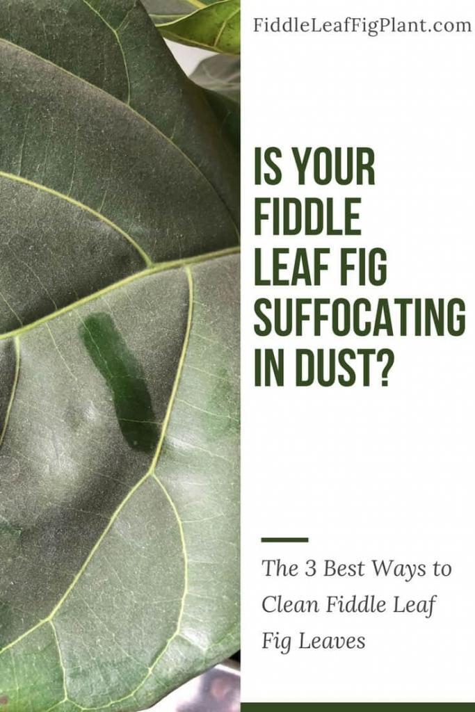 how to clean your fiddle leaf fig leaves