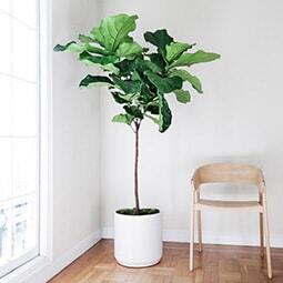 Fiddle Leaf Fig Plant