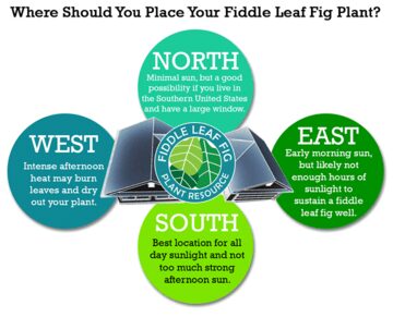 Where Should You Put Your Fiddle Leaf Fig