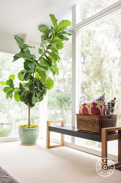 Do you have a mature fiddle leaf fig that is lanky or lopsided? Click to watch a video on how to shape a fiddle leaf fig into a tree.