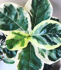 Fellow fiddle leaf fig lovers, I came across something online that I'm more excited about than Christmas morning. It's a variegated fiddle leaf fig plant and there are only a handful of pictures of it out there on the internet. Here's what it looks like! Claire Akin