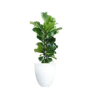 Finding the perfect pot for your fiddle leaf fig tree may take some searching. Plant nurseries often have a great selection and you can even find decorative pots at discount stores like Home Goods or Ross. But for those of us who like to buy online, here are my favorite pots on Amazon. Claire Akin