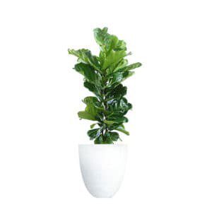 The Most Beautiful Pots for a Fiddle Leaf Fig Tree (Buy Online) 7 Finding the perfect pot for your fiddle leaf fig tree may take some searching. Plant nurseries often have a great selection and you can even find decorative pots at discount stores like Home Goods or Ross. But for those of us who like to buy online, here are my favorite pots on Amazon. Claire Akin