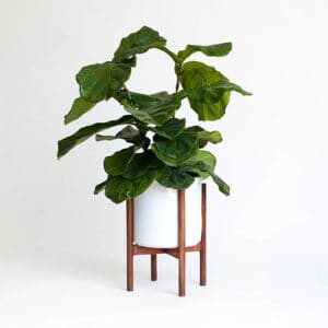 Finding the perfect pot for your fiddle leaf fig tree may take some searching. Plant nurseries often have a great selection and you can even find decorative pots at discount stores like Home Goods or Ross. But for those of us who like to buy online, here are my favorite pots on Amazon. Claire Akin