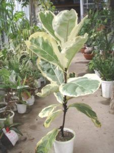 Fellow fiddle leaf fig lovers, I came across something online that I'm more excited about than Christmas morning. It's a variegated fiddle leaf fig plant and there are only a handful of pictures of it out there on the internet. Here's what it looks like! Claire Akin