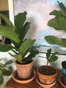 Fiddle leaf fig propagation is incredibly easy, if you have patience and follow some simple steps. Here are the secrets to propagation and the story of how one women grew 60 new plants from cuttings. Claire Akin