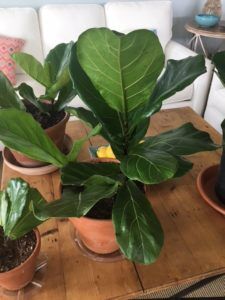 The Ultimate Fiddle Leaf Fig Propagation Success Story (With Photos) 11 Fiddle leaf fig propagation is incredibly easy, if you have patience and follow some simple steps. Here are the secrets to propagation and the story of how one women grew 60 new plants from cuttings. Claire Akin