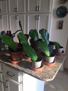 Fiddle leaf fig propagation is incredibly easy, if you have patience and follow some simple steps. Here are the secrets to propagation and the story of how one women grew 60 new plants from cuttings. Claire Akin