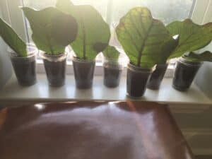 Fiddle leaf fig propagation is incredibly easy, if you have patience and follow some simple steps. Here are the secrets to propagation and the story of how one women grew 60 new plants from cuttings. Claire Akin