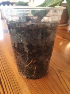 The Ultimate Fiddle Leaf Fig Propagation Success Story (With Photos) 9 Fiddle leaf fig propagation is incredibly easy, if you have patience and follow some simple steps. Here are the secrets to propagation and the story of how one women grew 60 new plants from cuttings. Claire Akin