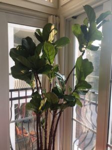 Fiddle leaf fig propagation is incredibly easy, if you have patience and follow some simple steps. Here are the secrets to propagation and the story of how one women grew 60 new plants from cuttings. Claire Akin