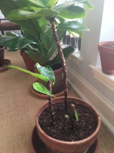 The Ultimate Fiddle Leaf Fig Propagation Success Story (With Photos) 12 Fiddle leaf fig propagation is incredibly easy, if you have patience and follow some simple steps. Here are the secrets to propagation and the story of how one women grew 60 new plants from cuttings. Claire Akin