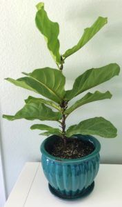 Where to Buy a Fiddle Leaf Fig Plant Online