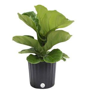 Where to Buy a Fiddle Leaf Fig Plant Online (Verified Growers) 4 Where to Buy a Fiddle Leaf Fig Plant Online 2