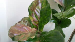 Sunburn on fiddle leaf fig plant