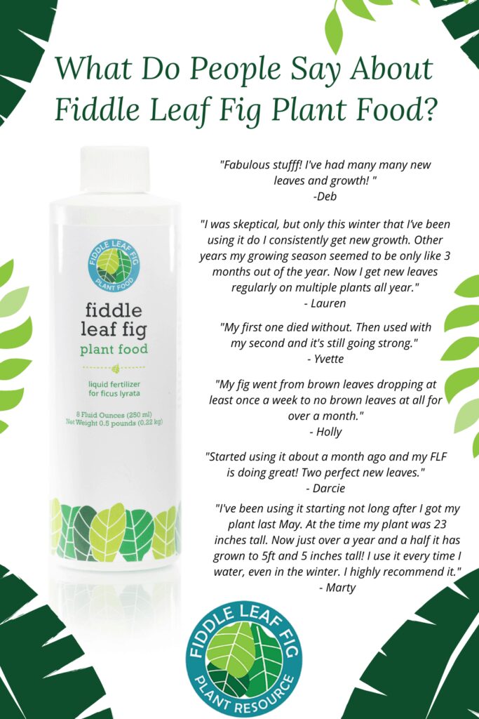 Fiddle Leaf Fig Plant Food Reviews