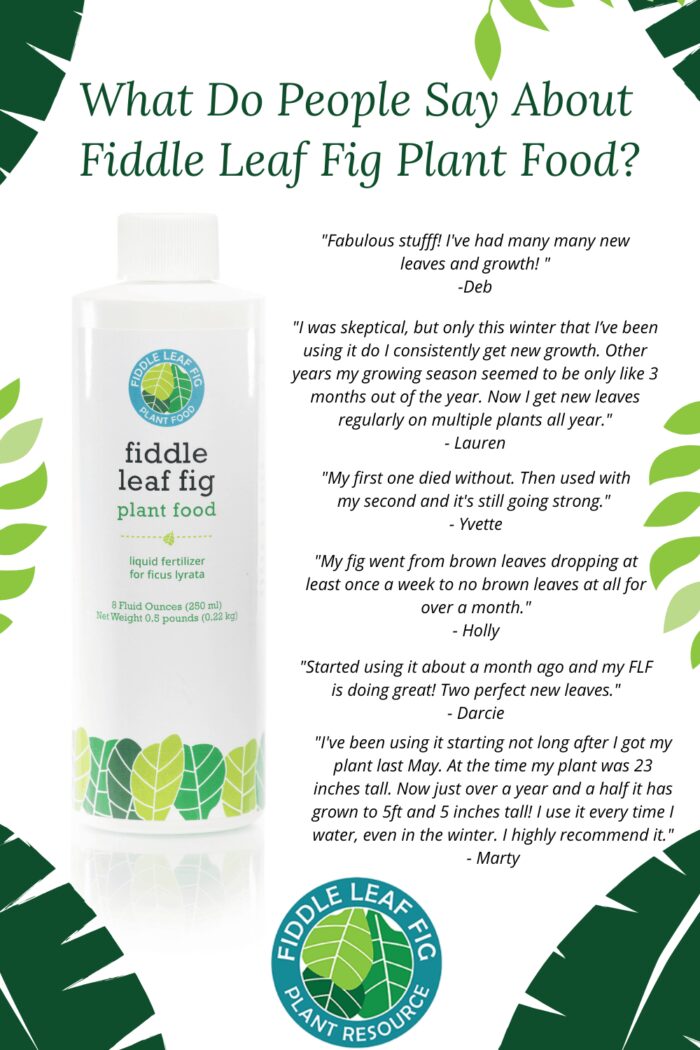 Fiddle Leaf Fig Plant Food Reviews Plant Resource