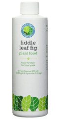 Fiddle Leaf Fig Tree