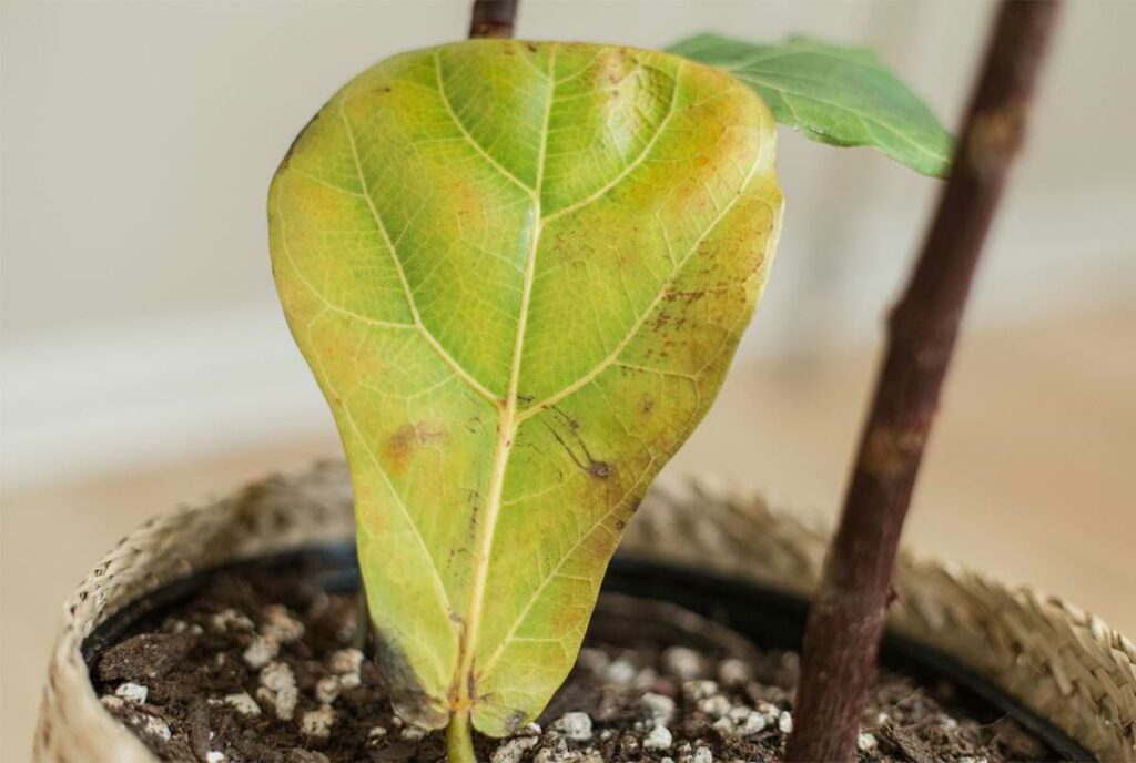 Sick Fiddle Leaf Fig Leaves