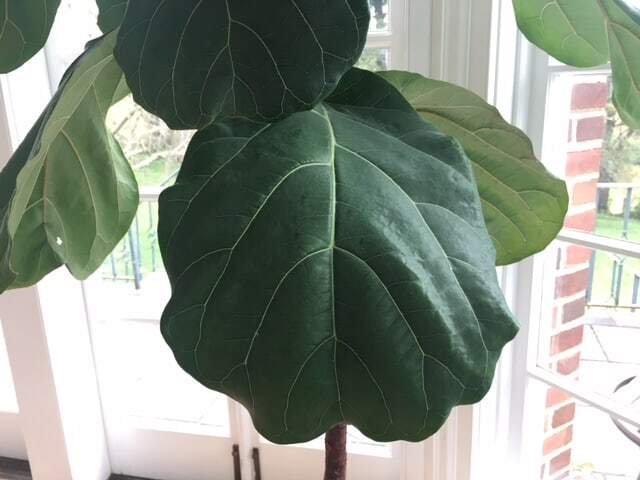 Should I Put Coconut Oil on My Fiddle Leaf Fig Plant Leaves