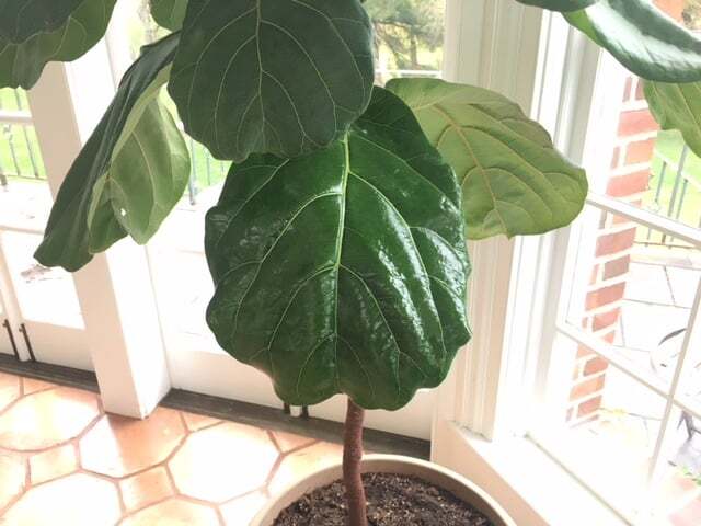 Should I Put Coconut Oil on My Fiddle Leaf Fig Plant Leaves