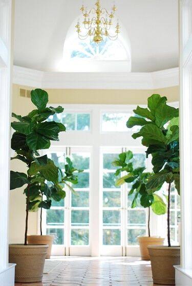 creative places to put a fiddle leaf fig plant home office