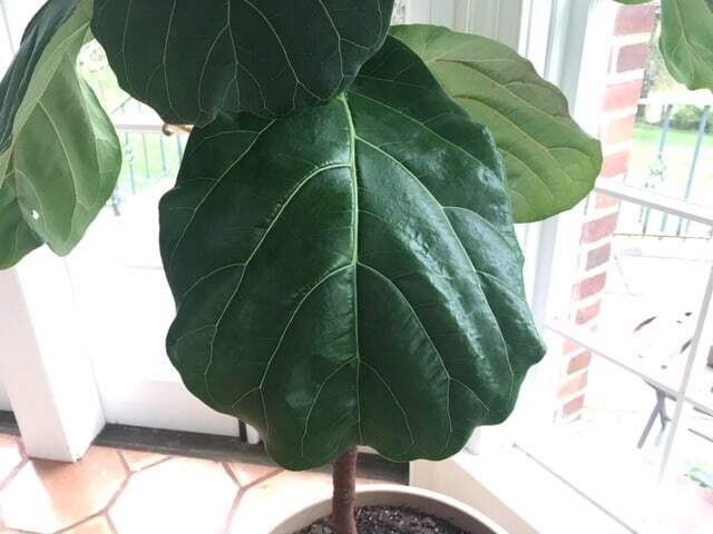 Should I Put Coconut Oil on My Fiddle Leaf Fig Plant Leaves