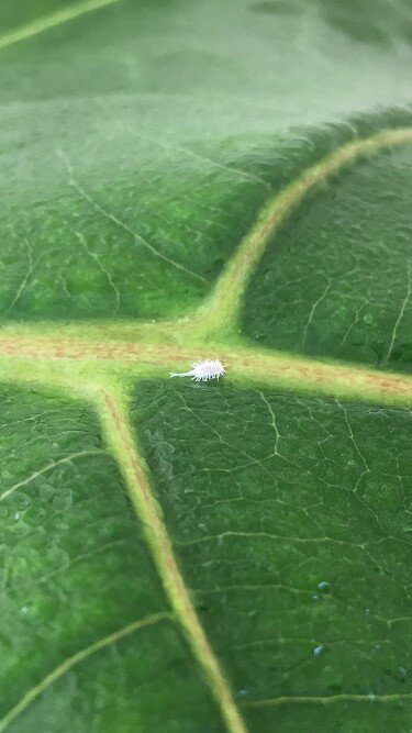 Mealy Bugs on Fiddle Leaf Fig Tree