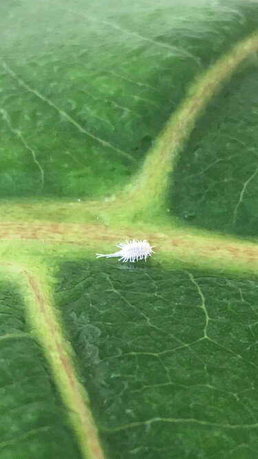 Mealy Bugs on Fiddle Leaf Fig Tree