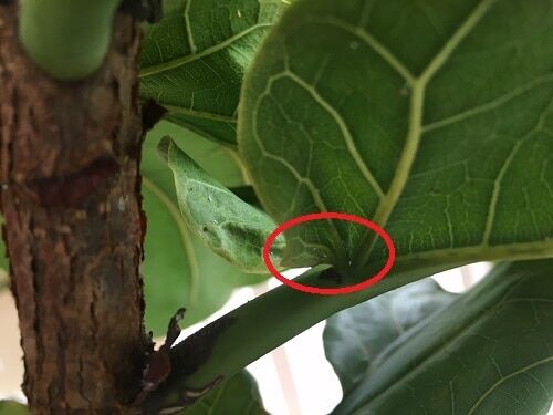 Mealy Bugs on Fiddle Leaf Fig Tree