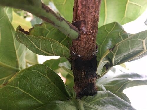 Surprisingly Invisible Places to Look for Mealybugs on a Fiddle Leaf Fig Tree (With Photos) 9 mealybugs on fiddle leaf fig trees 7 crevices