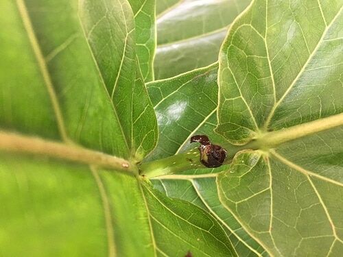 Mealy Bugs on Fiddle Leaf Fig Tree