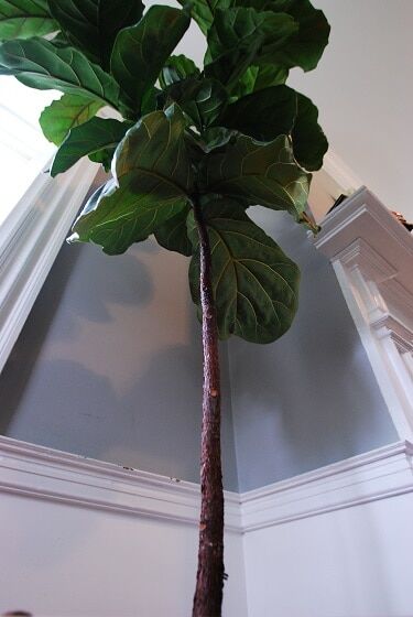 Want to grow a single stalk fiddle leaf fig? Click to watch a video on how to separate fiddle leaf fig trees to grow the desired single stalk look.