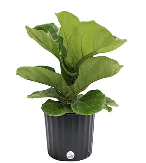 The Ultimate 2018 Fiddle Leaf Fig Holiday Gift Guide 3 The Ultimate 2018 Fiddle Leaf Fig Holiday Gift Guide