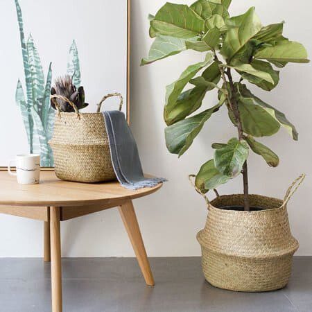 Where to Find the Best Basket for a Fiddle Leaf Fig Tree 3 FLF Basket