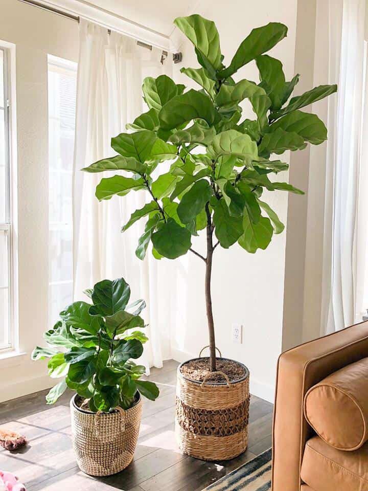 history of fiddle leaf fig 