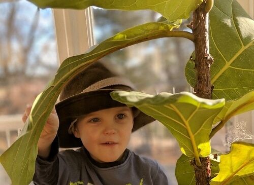 Pests Bugging Your Fiddle Leaf Fig? Pros and Cons of Releasing Ladybugs Indoors