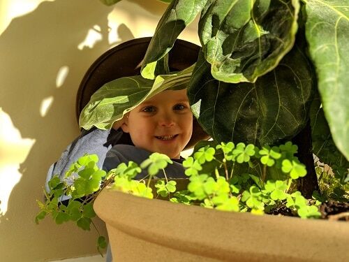 Pests Bugging Your Fiddle Leaf Fig? Pros and Cons of Releasing Ladybugs Indoors