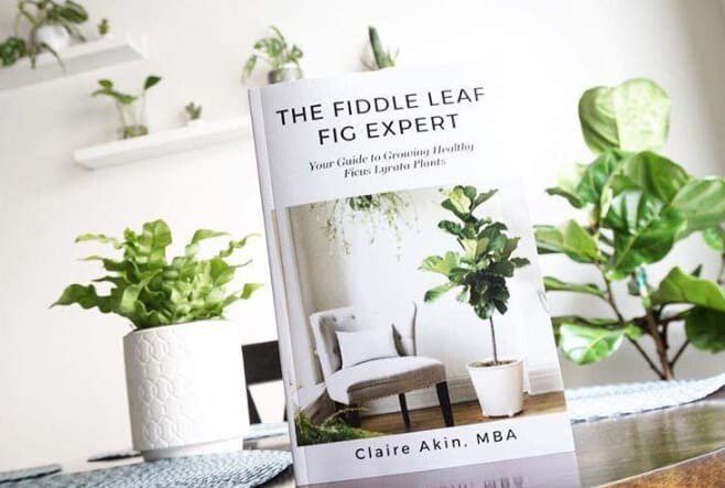 The Fiddle Leaf Fig Expert