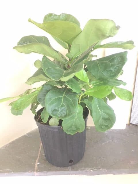 Pinching and Notching 101 for Fiddle Leaf Fig