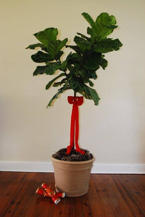 Deck the Halls (And Your Fiddle Leaf Fig Tree!) This Christmas Season 3 Christmas fiddle leaf fig
