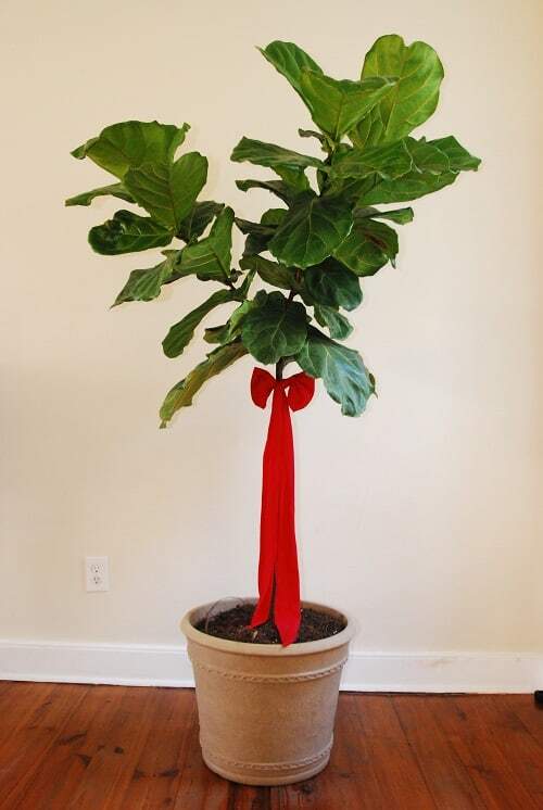 Deck the Halls (And Your Fiddle Leaf Fig Tree!) This Christmas Season 4 Christmas fiddle leaf fig