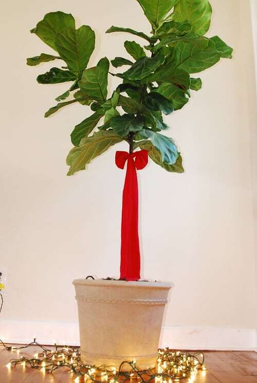 Deck the Halls (And Your Fiddle Leaf Fig Tree!) This Christmas Season 5 Christmas fiddle leaf fig