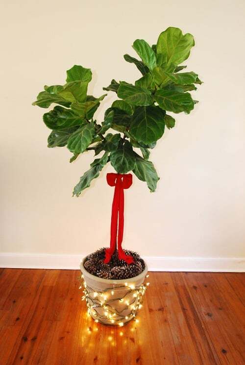  Deck the Halls And Your Fiddle Leaf Fig Tree This Christmas Season 4lightsonplanter