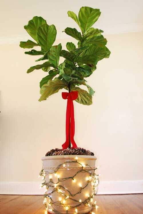 Deck the Halls And Your Fiddle Leaf Fig Tree This Christmas Season 8planterlitup cones and bow