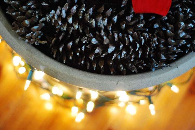 Deck the Halls And Your Fiddle Leaf Fig Tree This Christmas Season pine cones closeup