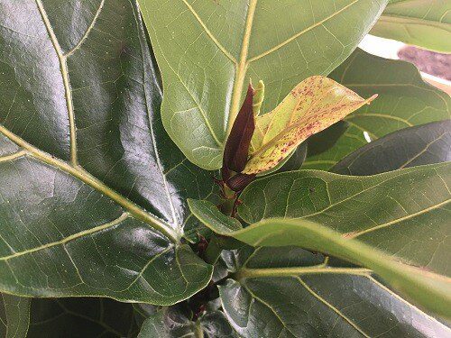 Red or Brown Spots on Fiddle Leaf Fig New Growth