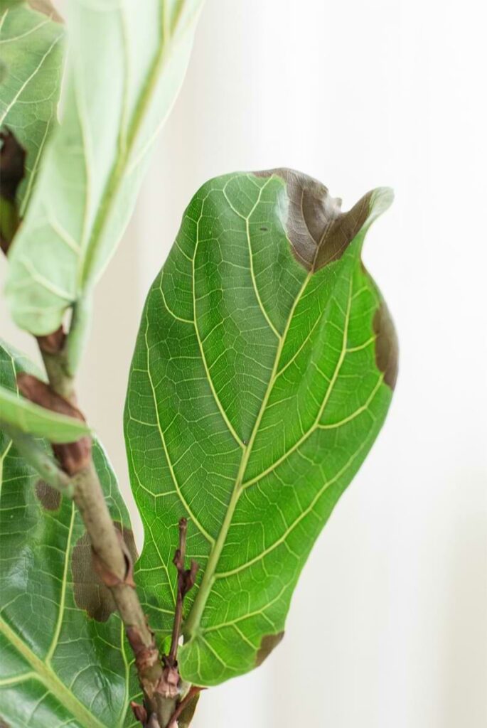 Sick Fiddle Leaf Fig Leaves