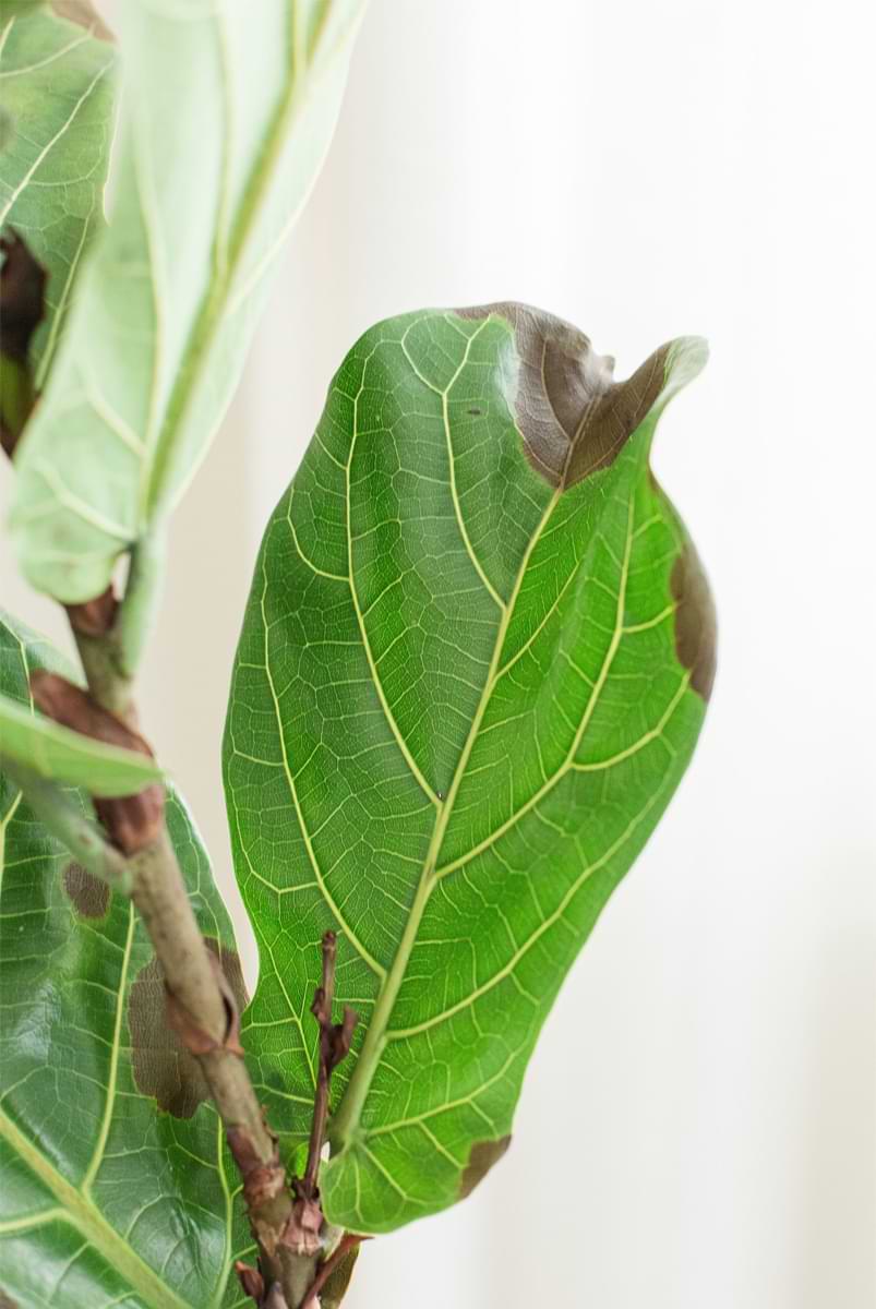 How to Treat and Prevent Root Rot in Fiddle Leaf Fig Trees (Video)